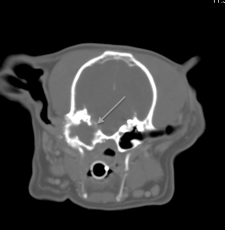 Transverse CT of the same cat in Fig1 showing erosion into the cranial vault and meningeal enhancement (meningitis)